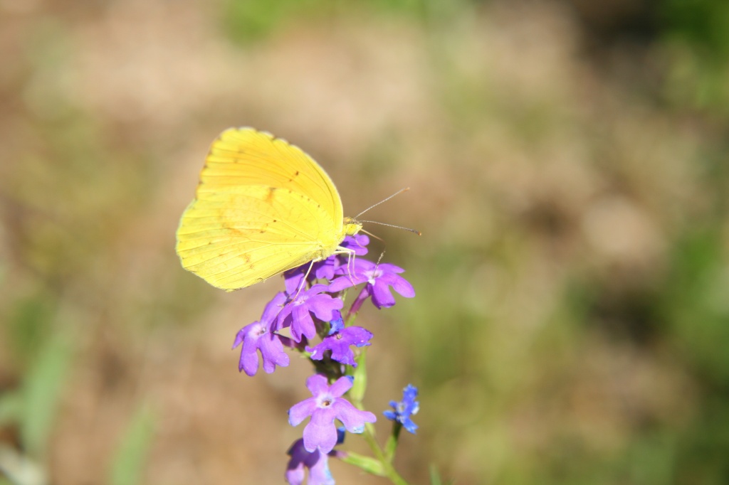 Pretty Yellow Butterfly by kerristephens