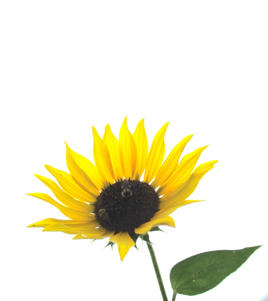 Sunflower On White by houser934