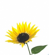 16th Aug 2012 - Sunflower On White