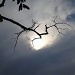 Looking to the sky beside a salt marsh, Charleston, SC, late afternoon, Aug. 16, 2012 by congaree