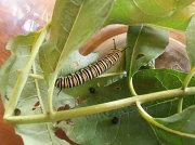 16th Aug 2012 - Monarch Caterpillar