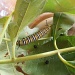 Monarch Caterpillar by julie