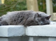 16th Apr 2010 - Cat nap