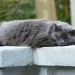 Cat nap by peggysirk