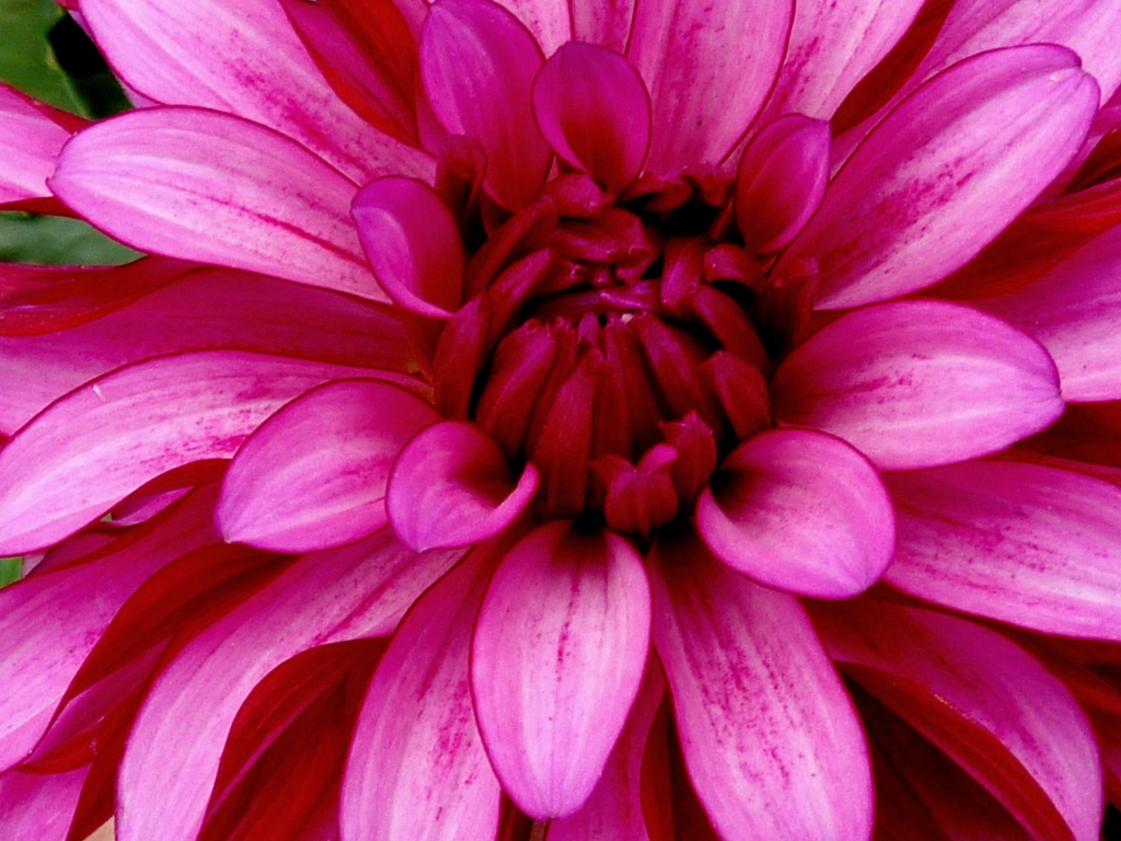 Dahlia Delight by denisedaly