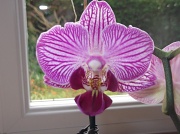 17th Aug 2012 - Orchid