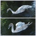 Slowly turning into a swan! by mattjcuk