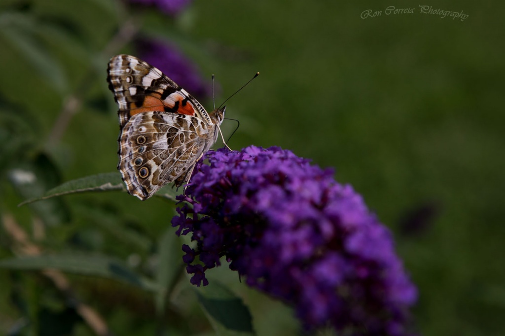 Painted Lady by kannafoot