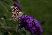 17th Aug 2012 - Painted Lady