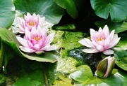 17th Aug 2012 - Water Lilies