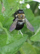 14th Aug 2012 - Bombus the Bee