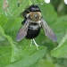 Bombus the Bee by photogypsy