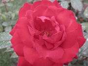 16th Aug 2012 - The Perfect Rose