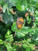 13th Aug 2012 - Butterfly