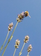14th Aug 2012 - Bumble Bee