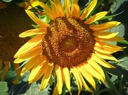 16th Aug 2012 - Sunny Flower
