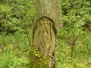 11th Aug 2012 - Old Man in the Woods
