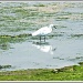 Little Egret by carolmw