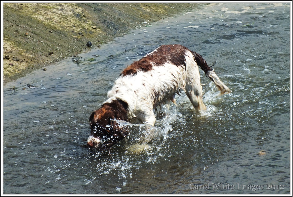 Splashing About! by carolmw
