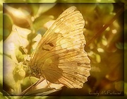 17th Aug 2012 - Sunning Butterfly