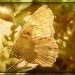 Sunning Butterfly by cindymc