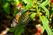 17th Aug 2012 - Monarch