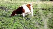 18th Aug 2012 - Legless cow!