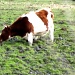 Legless cow! by maggiemae