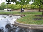 9th Aug 2012 - Geese in the parking lot