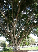 25th Jul 2012 - Big Tree