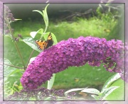 18th Aug 2012 - golden butterfly 
