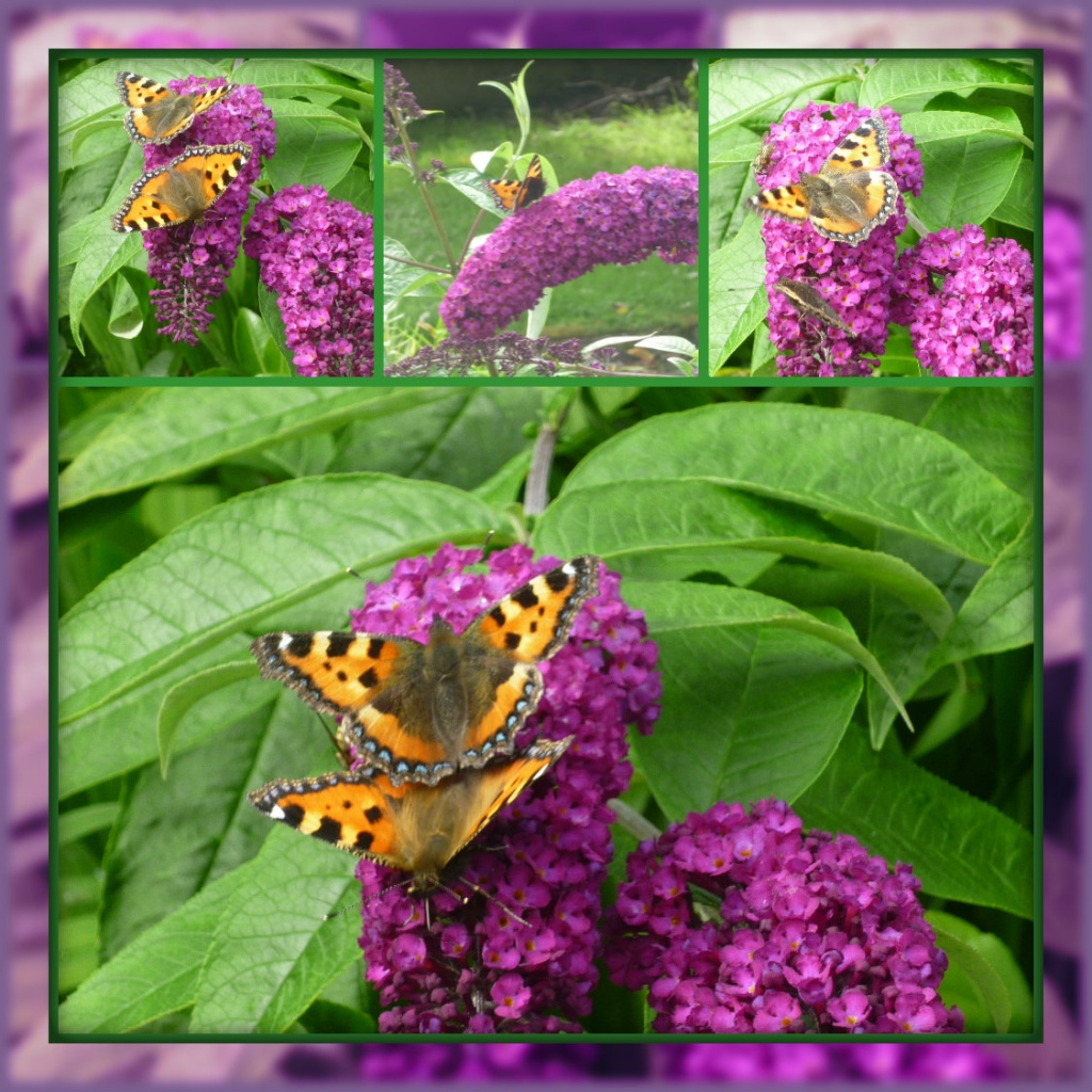 Butterfly Bush by sarah19