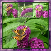 18th Aug 2012 - Butterfly Bush