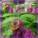 Butterfly Bush by sarah19