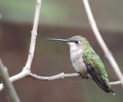 17th Aug 2012 - Ruby Throated Hummer