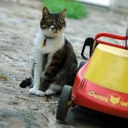 17th Aug 2012 - Just for fun: And why don't yout want me to play with the lawnmower?