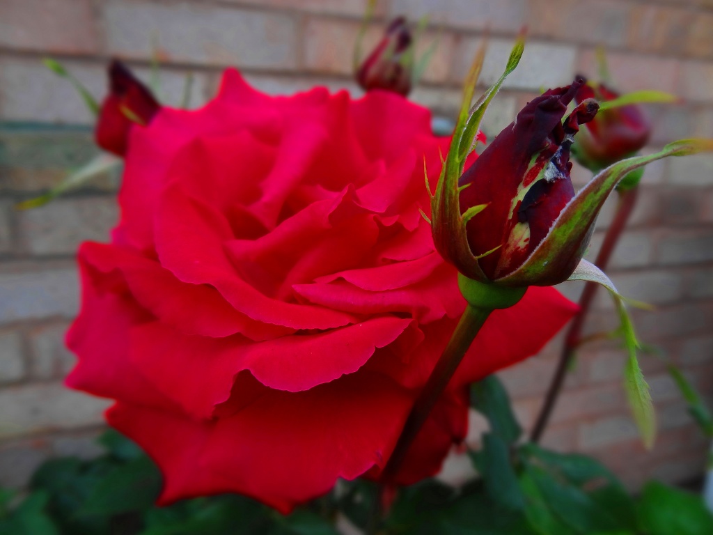 Rose: Red by darrenboyj