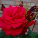 Rose: Red by darrenboyj