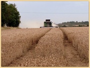 18th Aug 2012 - Harvesting