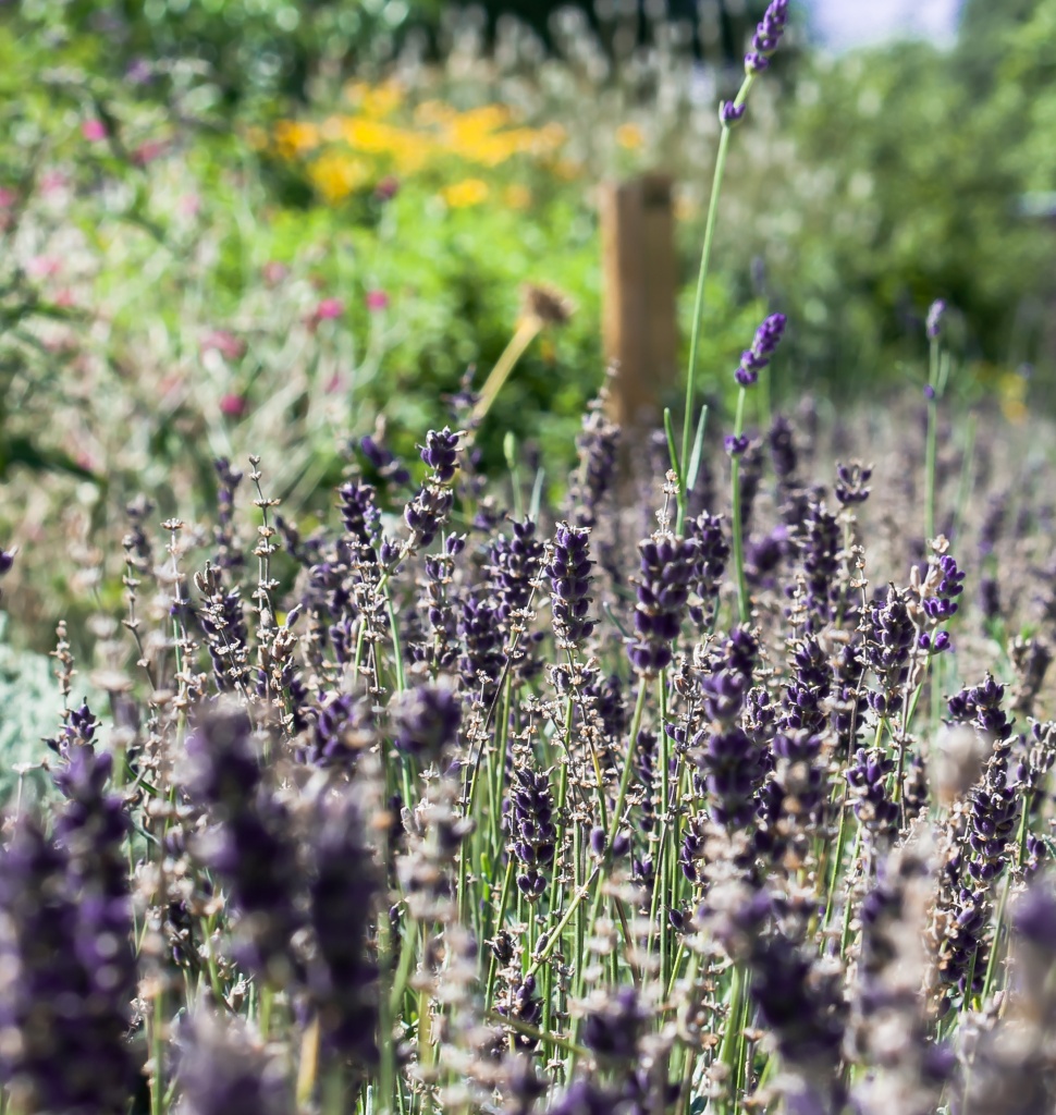 lavender (again) by peadar