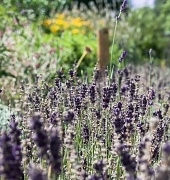 18th Aug 2012 - lavender (again)
