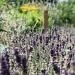 lavender (again) by peadar