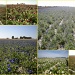 Fields of violets by pyrrhula