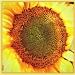 sunflower by judithdeacon