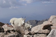 18th Aug 2012 - Mountain Goats