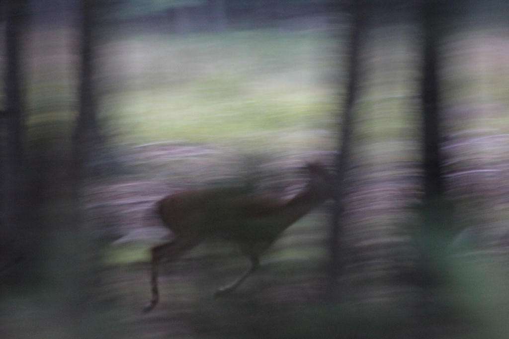 Deer Abstract by hjbenson