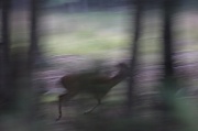 17th Aug 2012 - Deer Abstract