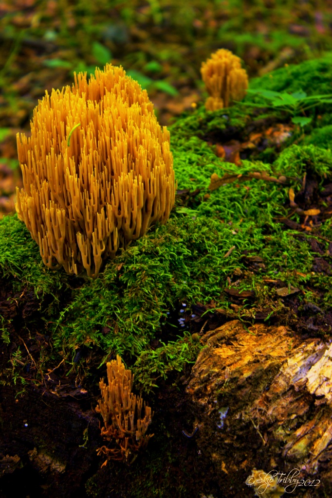 Coral Fungus by skipt07