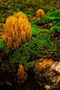 18th Aug 2012 - Coral Fungus
