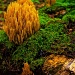 Coral Fungus by skipt07
